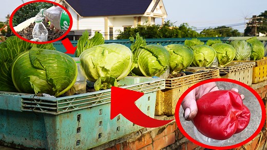 84K views · 2.4K reactions | Discover A Unique Method Of Growing Cabbage In Plastic Containers | DIY Balcony Garden | Facebook