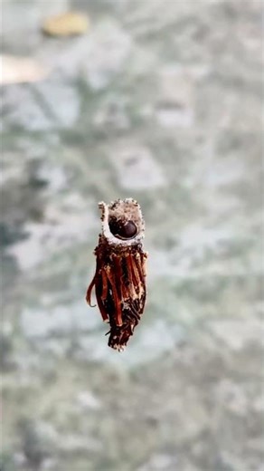 187. Bagworm | Daily Life of Insects Up Close