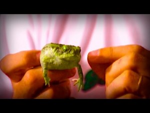 Hallucinogenic Frogs