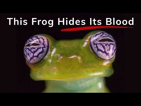This Frog Is Invisible?! |Why of the Wild