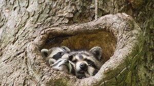 Where Do Raccoons Nest?