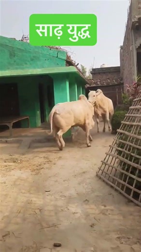 साढ़ युद्ध बीच सड़क हुआ जबरदस्त युद्ध, वीडियो हुआ वायरल