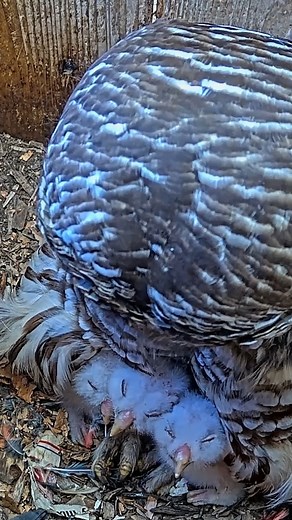 Cornell Lab Bird Cams on Instagram: "It doesn't get any cuter than this! Watch the three owlets from the Wild Birds Unlimited Barred Owl Cam huddle together in a puddle of downy feathers during dinnertime with the female on April 6. Want to watch the live stream or see highlights from the cam? Subscribe to our channel on YouTube by clicking the link in our profile. #birdcams #live #nowplaying #nature #wildlife #bird #birds #birdsofinstagram #nest #Barredowl #owl #egg #hatch #owlet"