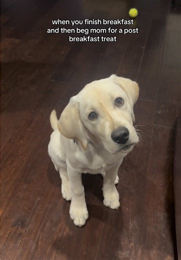 Funny Pizza Delivery with My Lab Puppy