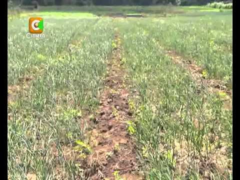 Smart Farm: Garlic Farming