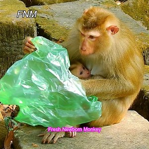 36K views · 1.5K reactions | Oh... wow.. look so funny, Mom Luna playing with plastic bag, Fresh Newborn Monkey 4462 | Fresh Newborn Monkey | Facebook