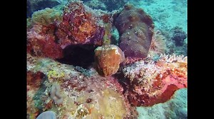 Cuttle fish flashing colours