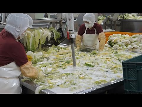 Various kimchi mass production process in amazing Korean kimchi factory - Food Factory