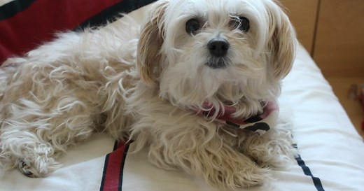 Here’s how much it costs to neuter your dog