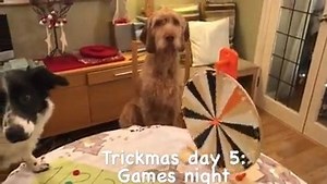 Do you remember your first Christmas with your pet pooch?🌲 Of course you do! (It was probably lots of laughs! 🐶). What tips would you give to a first time dog owner to celebrate their first festive season with a four-legged friend? | YuMOVE UK