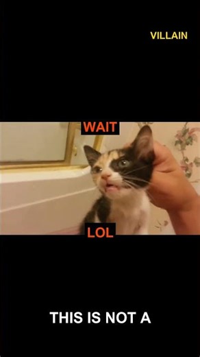 CAT ANARCHY UNLEASHED 🐈😹