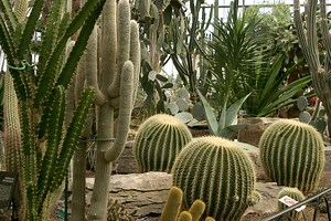 Les Cactacées et autres plantes succulentes