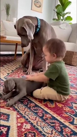 Don't Touch My Baby🤬 #dog #shorts