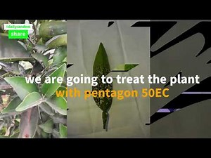 Lemon tree treatment (citrus limon) #biolife #plants Pest control for healthy plants.