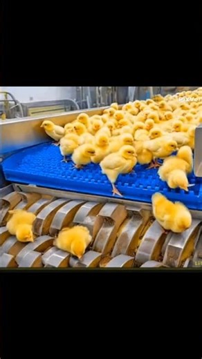 Chicks in Shredder Machine😱😓😞#shorts