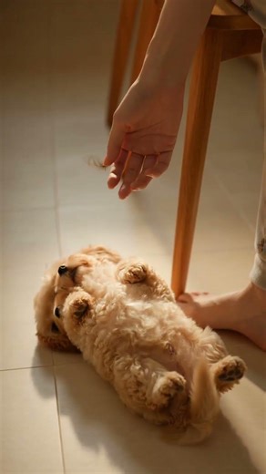 Morning Magic: Puppy Finds Comfort in Gentle Touch 🐾❤️
