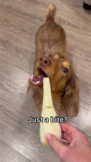 Delicious Risotto Recipe Review by ScheckEats | Wellness Pet Food