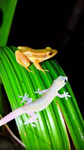 Tree frog and lizard boing funny | Funny Bullfrog and Toad | fun froggy