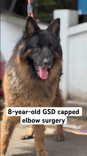 German Shepherd Elbow Hygroma Surgery | Capped Elbow Treatment Explained 🐕