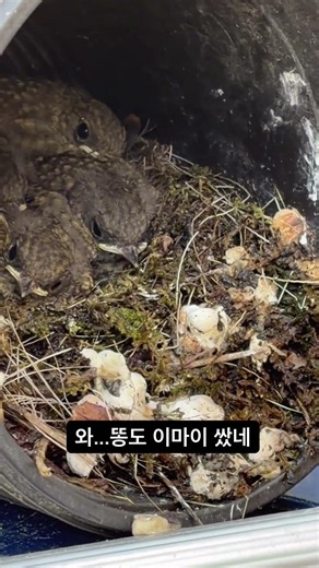 봉장에 몰래 살고 있는 딱새 세끼들 #토종벌 #양봉업자 #딱새 #조류
