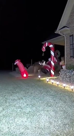 Deer Destroys Christmas Decorations in Epic Yard Rampage!
