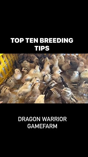 Top 10 Breeding Tips! “Breeding is a lifetime passion!” Indeed, it takes a very long time to perfect your craft. There are no short cuts to perfection. It is a long ultra-marathon run and not a 100 meter dash. In my almost 30 years of doing and loving our passion of breeding, I have experienced the best and the worst of times, have met the best and also the worst kind of people, and experienced the happy triumphs and the learning experiences that we all have to go through in life. Here are some 
