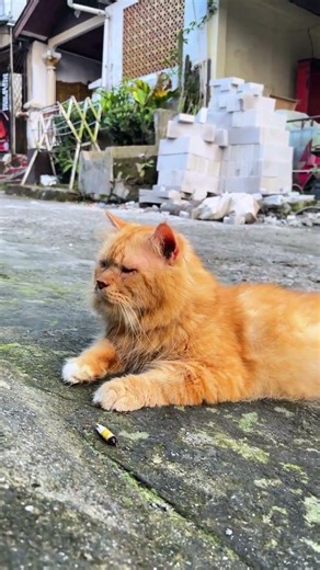 this is my lion guys #cat