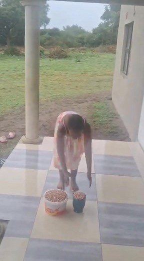 293K views · 20K reactions | This is how we should raise them so that they can learn that in order to earn money, you must work for it first.  To order you can contact Mbazini on 0724144584. They are located at Mseleni, KZN. | Kasi Hustlers | Facebook