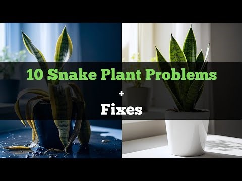 10 Common Snake Plant 🌿 Problems & How To Fix Them!