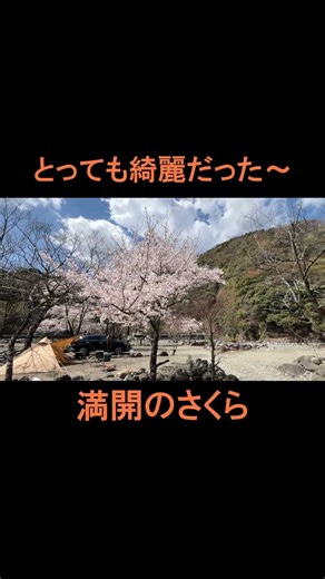 [Doshi Otogawa Campground] A hidden gem of a cherry blossom viewing campground in Doshi. Cherry b...