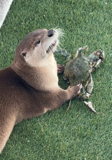 She got a big one today! Pip loves when we catch blue crabs! #otter #2026 #dinner #tiktokviral #food