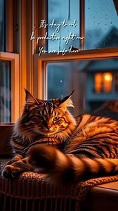 Sleepy Purring Cat & Gentle Rain Sounds for Deep Sleep and focus #rainoundforsleep #cat #asmr