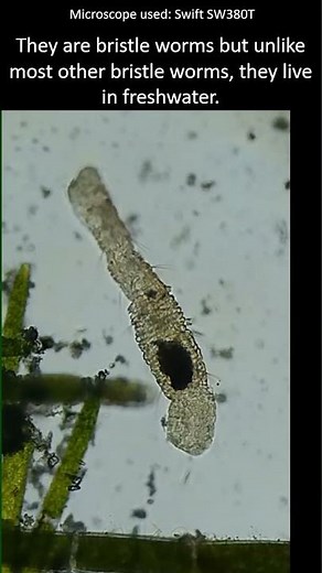 Aeolosoma: the freshwater bristle worm. Aeolosoma under the microscope. #microscopy