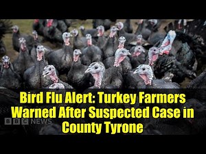 Bird Flu Alert: Turkey Farmers Warned After Suspected Case in County Tyrone