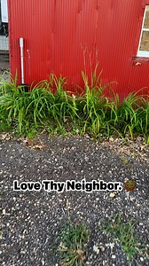 3.5K views · 9 comments | You know she’s a big’un when I spotted her from across the yard. Gulp. | Cox Springs Farm, LLC | Facebook
