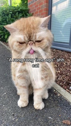 Wise Old Cat Filter Trend — Try the Voice Filter on Your Cat