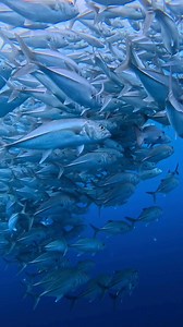 4.3K views · 177 reactions |  Why should you visit Komodo National...