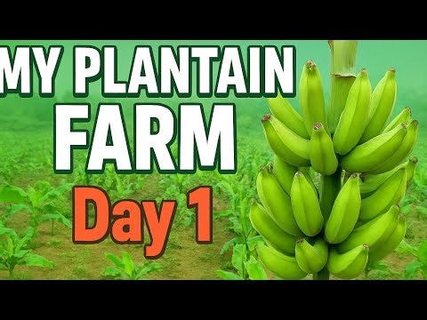 Started My Plantain Farming| A New Farming Journey