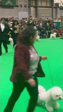 CRUFTS 2026 Bichon Frise Open Male class
