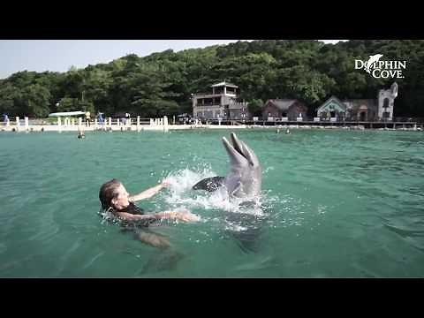 Dolphin Cove Ocho Rios: Dolphin Experience in Jamaica