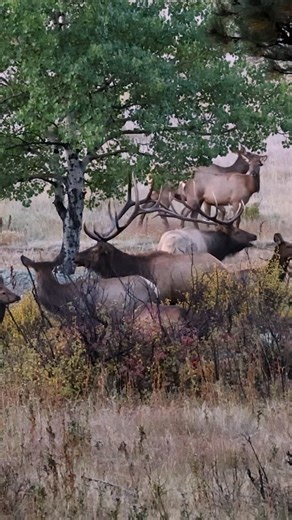 Good Bull Outdoors on Instagram: "The people were fired up as much as the elk during this peak rut scene! #elk #bullelk #fblifestyle"