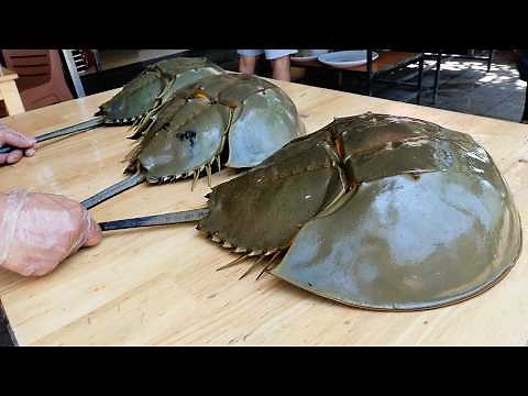 GIANT ALIEN CRAB PART 2 Vietnamese Street Food
