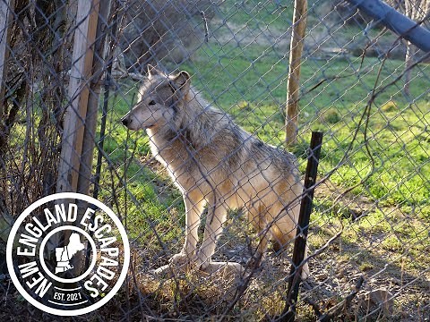 Wolf Hollow - A wolf sanctuary on the North Shore of Massachusetts!