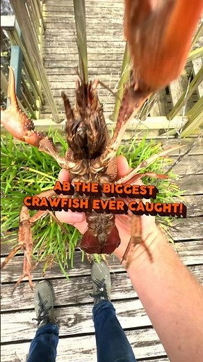 The BIGGEST Crawfish Ever Caught #louisiana #crawfish #cajun #funfacts