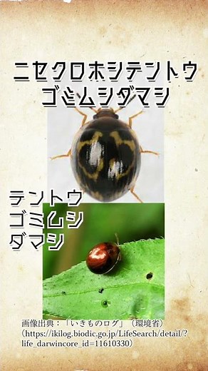 【意味不明w】第2弾！名前があべこべな動物たち #shorts 雑学 生物 豆知識 ニセクロホシテントウゴミムシダマシ