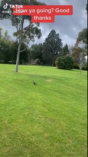 Understanding Magpies: How to Communicate with These Fascinating Birds