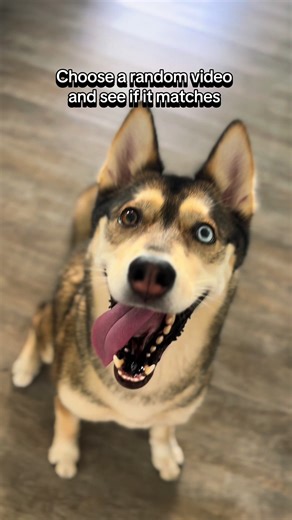 Husky and GSD Playtime Emotions