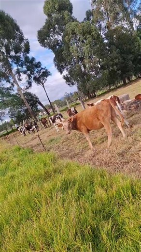 Miembro de ASOGASINGA 😅😅