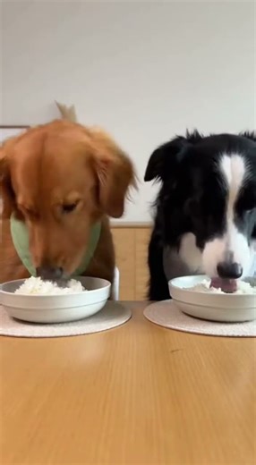 Two Dogs Eating Rice | Clean Loop