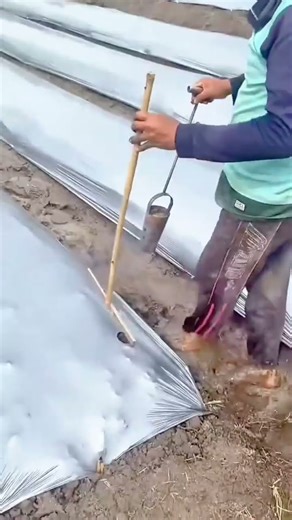 Making planting holes in plastic mulch using a simple handheld heated metal tool